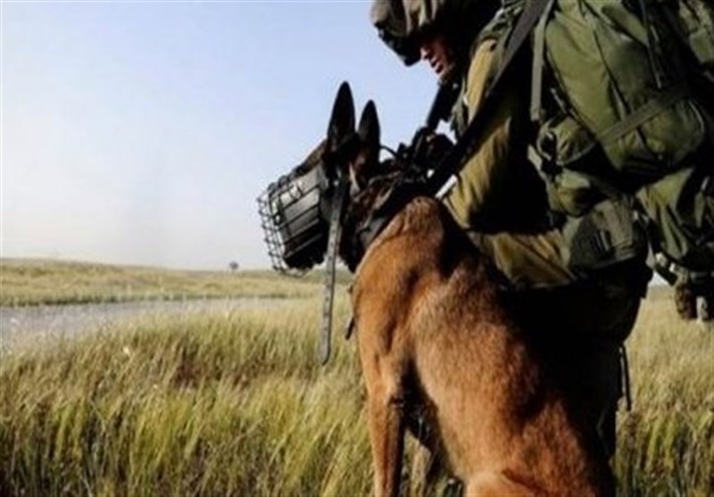 Israel Army Conducts Secret Weapons Tests on Animals: Report