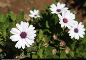 نشاط اجتماعی با گل و گیاههای شهری در قم به روایت تصویر