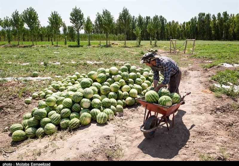 آغاز برداشت هندوانه در پلدشت در آذربایجان غربی به روایت تصویر