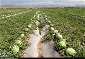 جهاد کشاورزی سیستان و بلوچستان پروژه 6000 هکتاری «باهوکلات» را شفاف کند