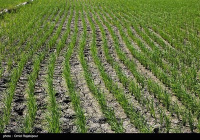  مازندران تا ۱۵ سال آینده آب ندارد/ جایگاه خدمات کشاورزی تنزل یافت 