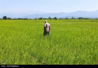  «معجزه آبخیزداری» |آیا امکان خودکفایی در تولید برنج وجود دارد یا خیر؟ 