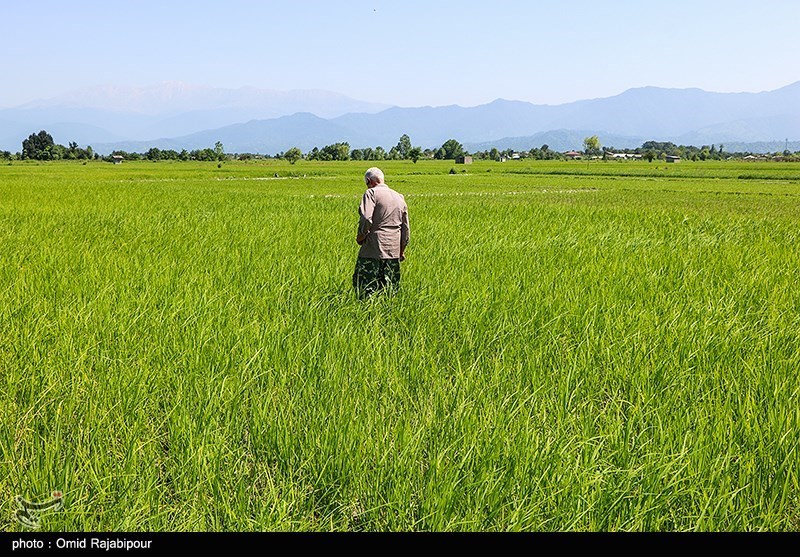 «معجزه آبخیزداری» |آیا امکان خودکفایی در تولید برنج وجود دارد یا خیر؟