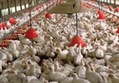 روزانه 170 تن گوشت مرغ در استان بوشهر تولید می‌شود