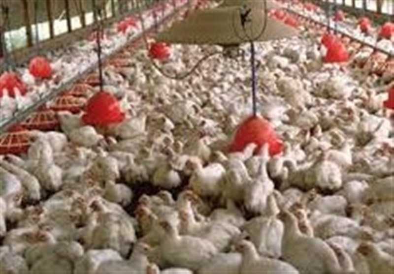 تامین ذخایر گوشت مرغ تا پایان سال/ مرغ زنده 10 هزار تومان
