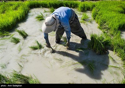 کاشت برنج در منطقه کامفیروز و درودزن فارس