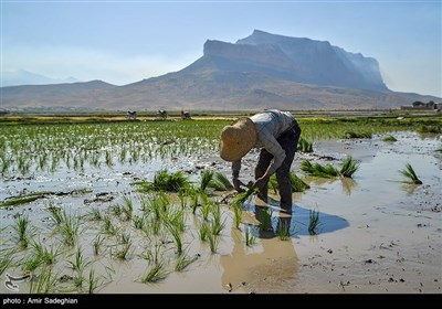 کاشت برنج در منطقه کامفیروز و درودزن فارس