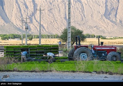 کاشت برنج در منطقه کامفیروز و درودزن فارس