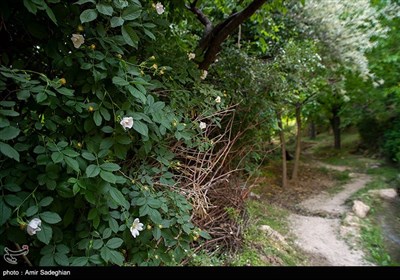 طبیعت روستای دشتک –فارس