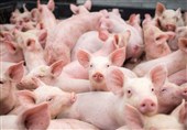 کشف نوع جدیدی از ویروس آنفلوآنزای خوکی با قابلیت همه‌گیری