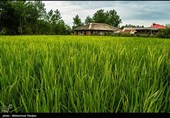 چرا برخی کشاورزان استان زنجان از الگوی کشت پیروی نمیکنند؟