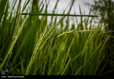  خوشه‌دهی ۲۰ درصدی برنج در گیلان؛ مشکل کم‌آبی شالیزارها برطرف می‌شود‌ 