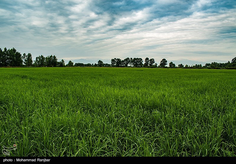 سطح نشاء مکانیزه برنج در استان مازندران به 100 هزار هکتار افزایش یافته است