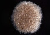 Strange New Species Discovered at Bottom of Pacific Ocean