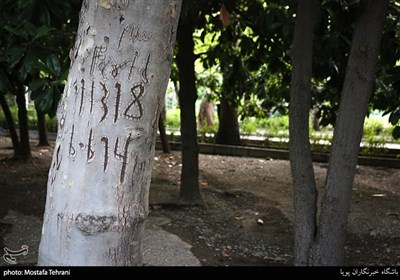 زخم یادگاری بر تنه درختان