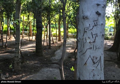 زخم یادگاری بر تنه درختان