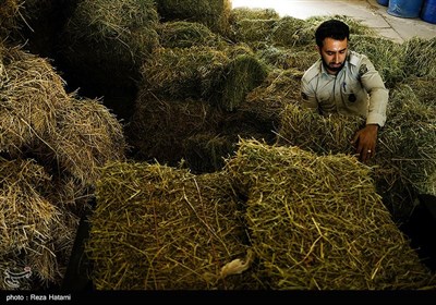 بمناسبت روز محیط بان