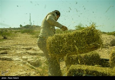 در فصل بهار و تابستان که در جنوب کشور علوفه کم است برای اهوان علوفه میبرند. 