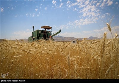 برداشت خوشه های طلایی در زنجان