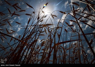 برداشت خوشه های طلایی در زنجان