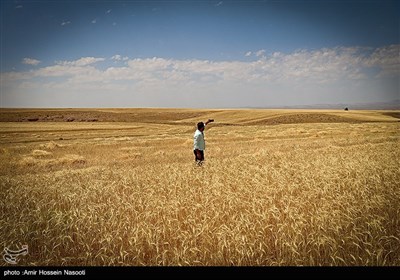 برداشت خوشه های طلایی در زنجان