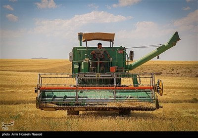 برداشت خوشه های طلایی در زنجان