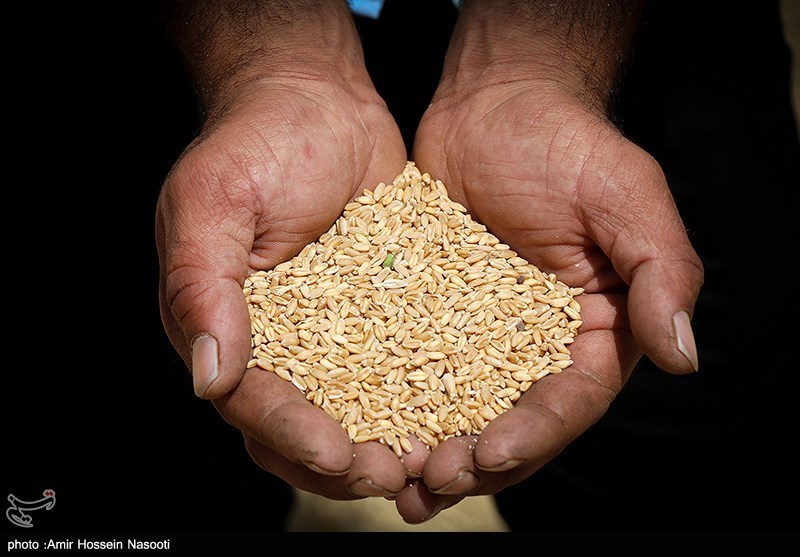 عزم آب‌رفته سازمان جهاد کشاورزی در تهیه بذر گندم مورد نیاز کشاورزان/ گندم‌کاران ناچار به خرید بذر از بازار آزاد