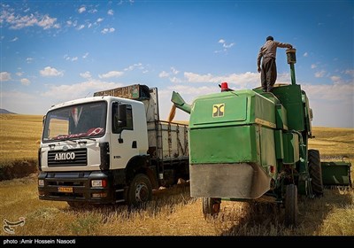 برداشت خوشه های طلایی در زنجان