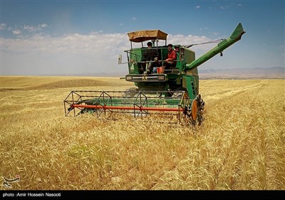 برداشت خوشه های طلایی در زنجان