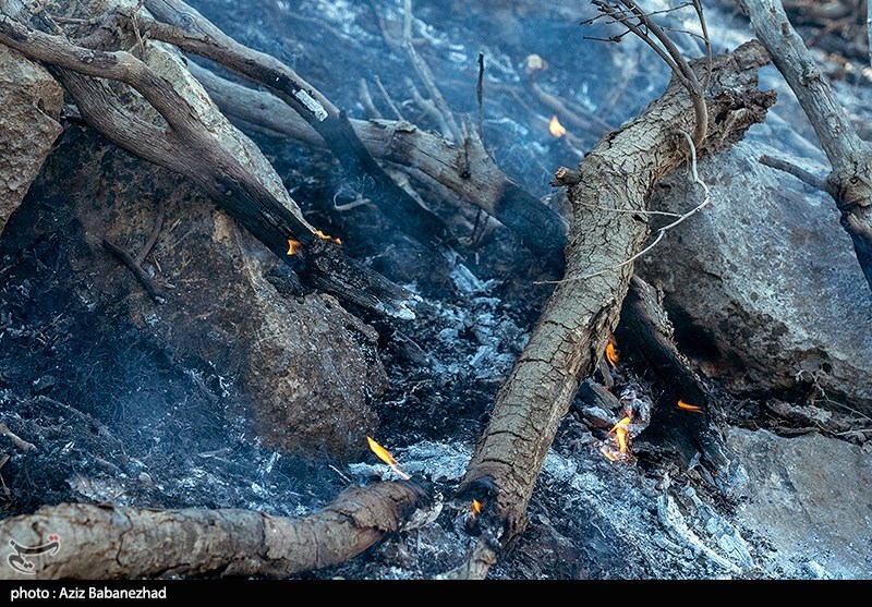 سرمای سوزان زمستان درختان بلوط کهگیلویه و بویراحمد را می‌سوزاند