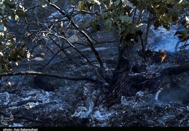 آتش سوزی جنگل‌های روستای «قالبی» خرم‌آباد مهار شد