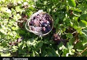 برداشت انگور از تاکستان‌های پلدختر به روایت تصویر