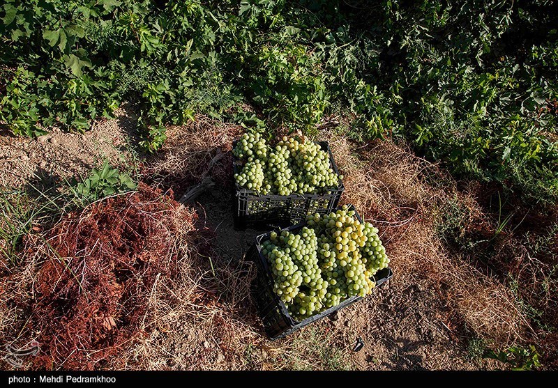 بیش از 500 هزار تن انواع انگور در استان فارس تولید می‌شود