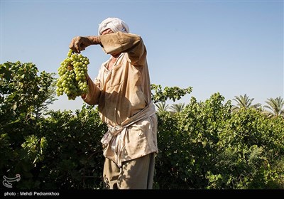 برداشت انگور از تاکستان غزاویه کارون