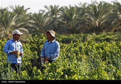 برداشت انگور از تاکستان غزاویه کارون