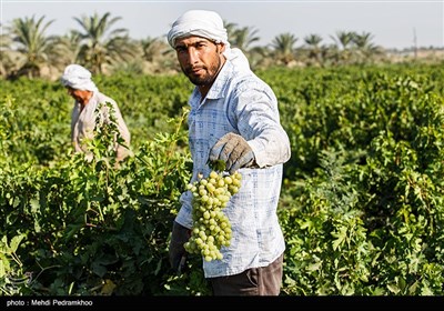 برداشت انگور از تاکستان غزاویه کارون