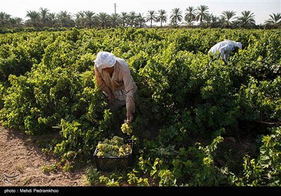 برداشت انگور از تاکستان غزاویه کارون