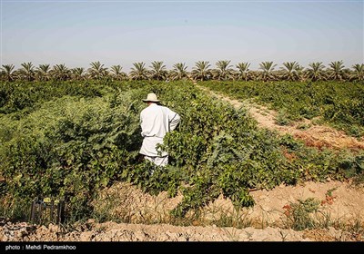 برداشت انگور از تاکستان غزاویه کارون