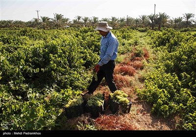 برداشت انگور از تاکستان غزاویه کارون