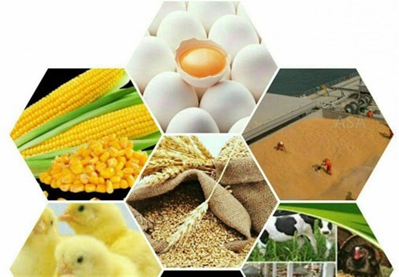 لرستان|بیش از 70 درصد جیره غذایی مرغداران توسط دولت تامین می‌شود