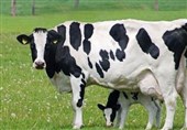 امارات 4500 گاو شیرده از اروگوئه خریداری کرد