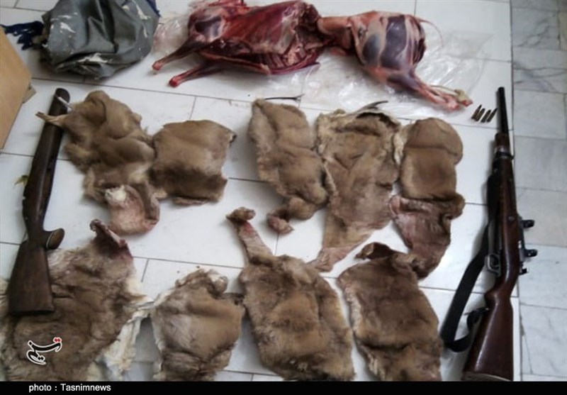 از گوشه و کنار خراسان جنوبی| 82 شکارچی متخلف در استان دستگیر شدند