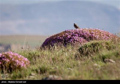 صعود تابستانی به قله بوز سینه