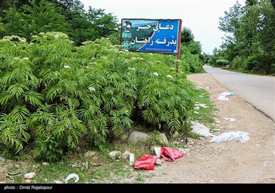 زباله سوغات گردشگران به روستاهای رحیم آباد گیلان