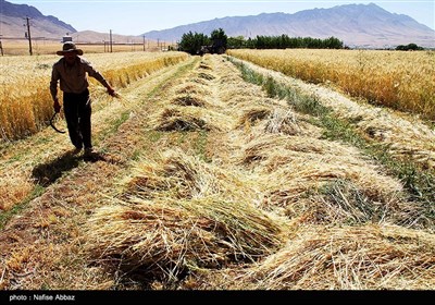 برداشت سنتی جو در شازند