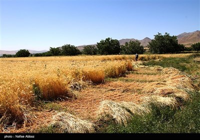 برداشت سنتی جو در شازند