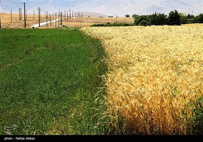 برداشت سنتی جو در شازند