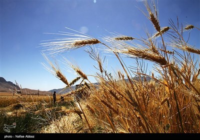 برداشت سنتی جو در شازند