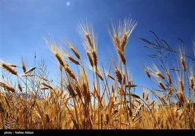 برداشت سنتی جو در شازند