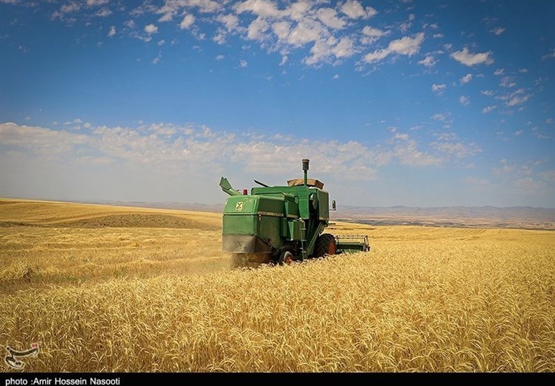 برداشت گندم در اراضی استان بوشهر 40درصد کاهش یافت